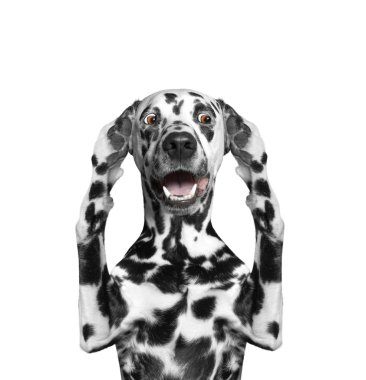 Köpek de duyar o kulaklarını kapat