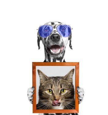 Gözlüklü köpek kedi portresi içinde onun paws tutar.