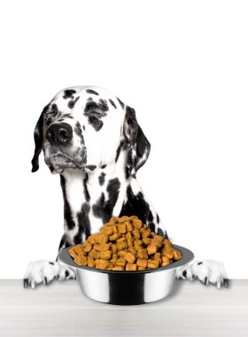 Sevimli köpek bir kaseden yemek reddediyorum