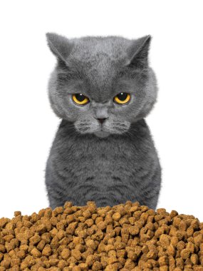 kedi aç ve yiyecek olduğunu