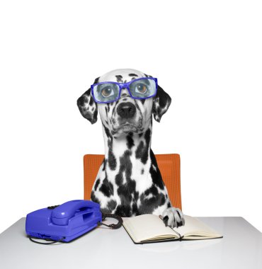 Ofis Yöneticisi olarak köpek çalışıyor