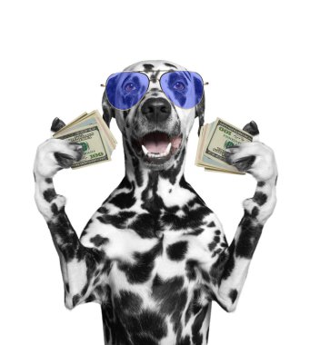 Köpek gözlük onun pençeleri çok para tutar.