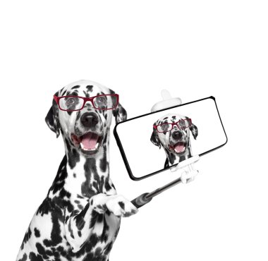 köpek selfie telefonda fotoğrafı 