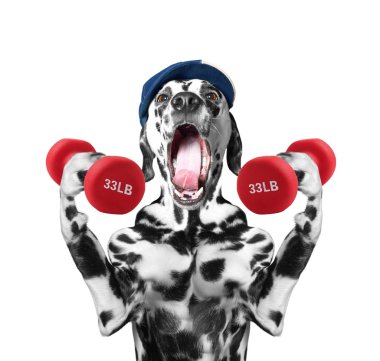 Spor dumbbells ile oynayan köpek