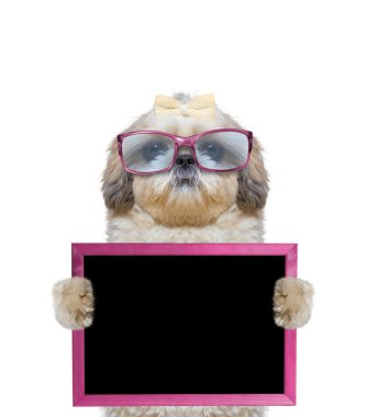 köpek pembe gözlük çerçevesi içinde onun paws tutar.