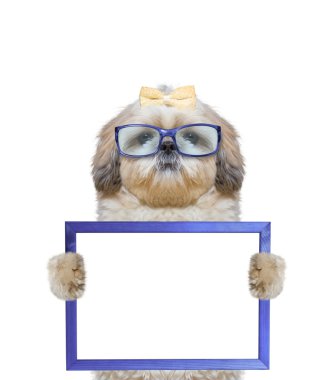 köpek gözlük çerçevesi içinde onun paws tutar.