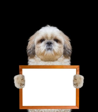 ciddi köpek çerçeve içinde onun paws tutar.