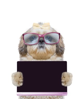 tablet veya dizüstü bilgisayar büyük gözlüklü köpek tutar