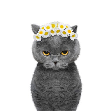 papatya çiçeği bir kedinin kafasına çelenk 