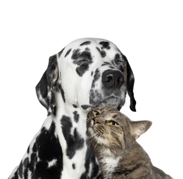 Близька дружба між кішкою і собакою — стокове фото