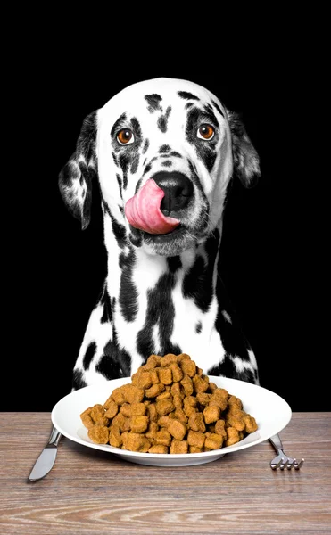 Hund hat Hunger und wird fressen — Stockfoto