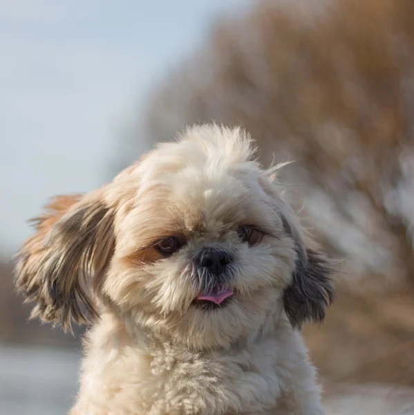 Dog shows tongue — Stock Photo, Image