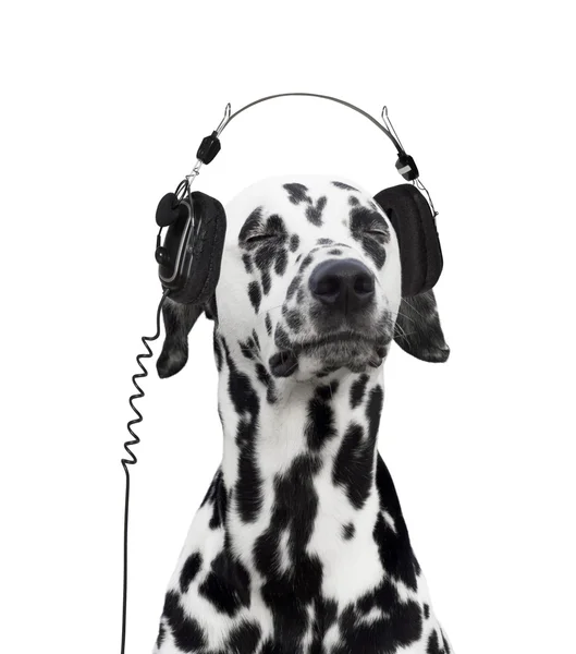 音楽を聴いてダルメシアン — ストック写真