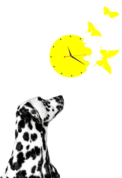Dalmatian looks at the clock — Stock Photo, Image