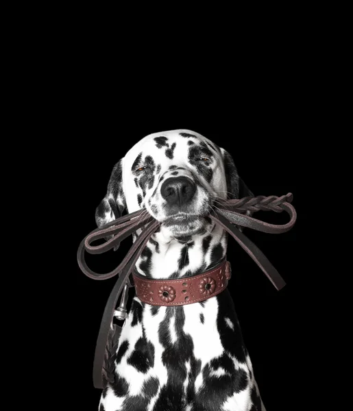 Dalmatien tient la laisse dans sa bouche — Photo