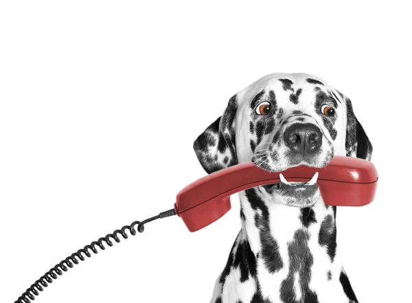 Der Hund hält das Telefon im Mund — Stockfoto