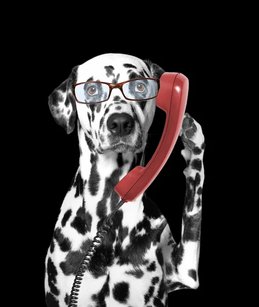 El perro está hablando por el viejo teléfono — Foto de Stock
