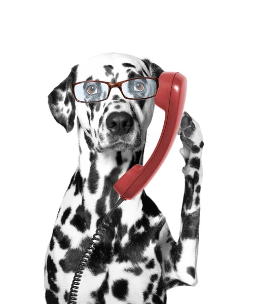 犬は、古い電話で話しています。 — ストック写真