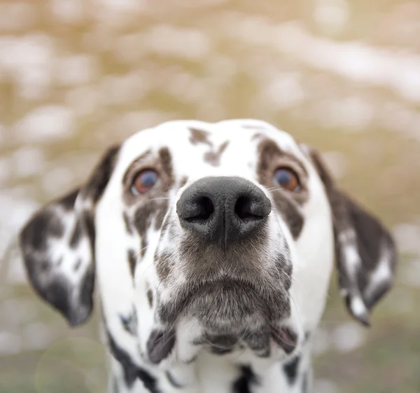 Cão mostrando seu nariz curioso bonito — Fotografia de Stock