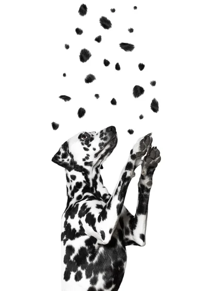 Dalmatian catches his spots, flying from the top — Φωτογραφία Αρχείου