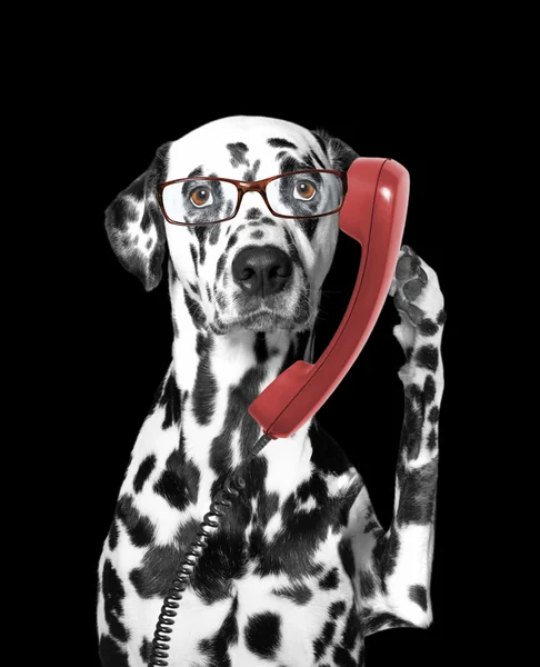 犬は、古い電話で話しています。 — ストック写真