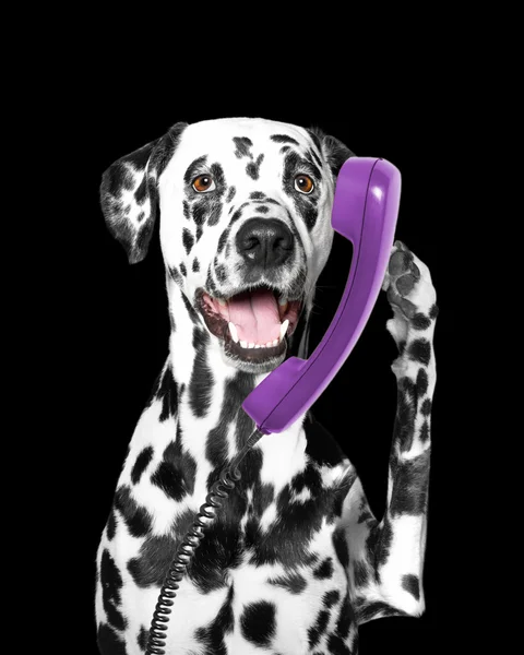 O cachorro está falando pelo telefone — Fotografia de Stock