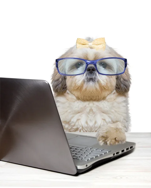 Dog working at a laptop — Stock Photo, Image