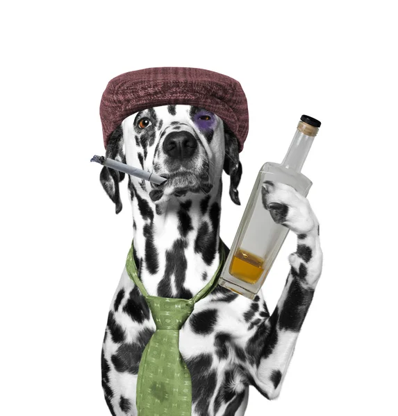 Pies pijak trzymając butelkę alkoholu i papierosów — Zdjęcie stockowe