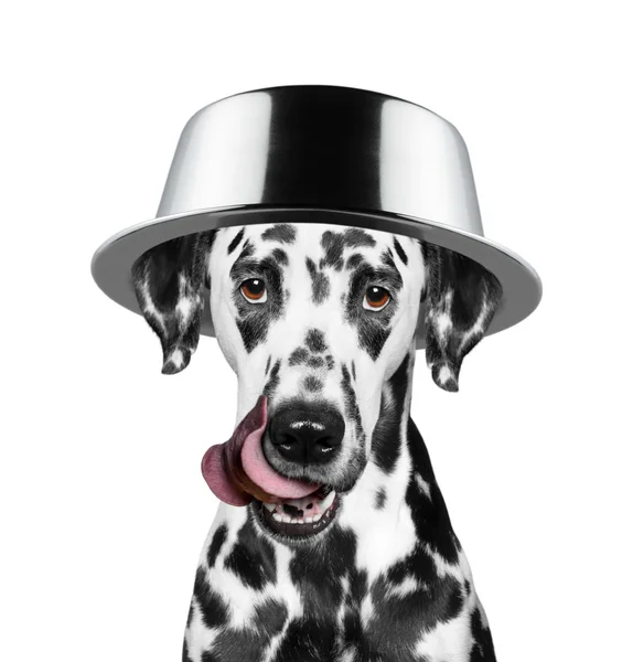 Perro con un tazón en la cabeza va a comer — Foto de Stock