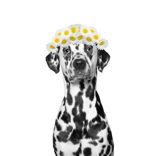 Wreath of chamomile flowers on the head of a dog — Stock Photo, Image