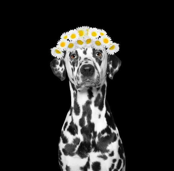 Στεφάνι από άνθη χαμομηλιού στο κεφάλι ενός σκύλου — Φωτογραφία Αρχείου