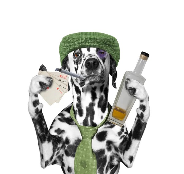 Drunk dog is playing cards and smoking — Stock Photo, Image