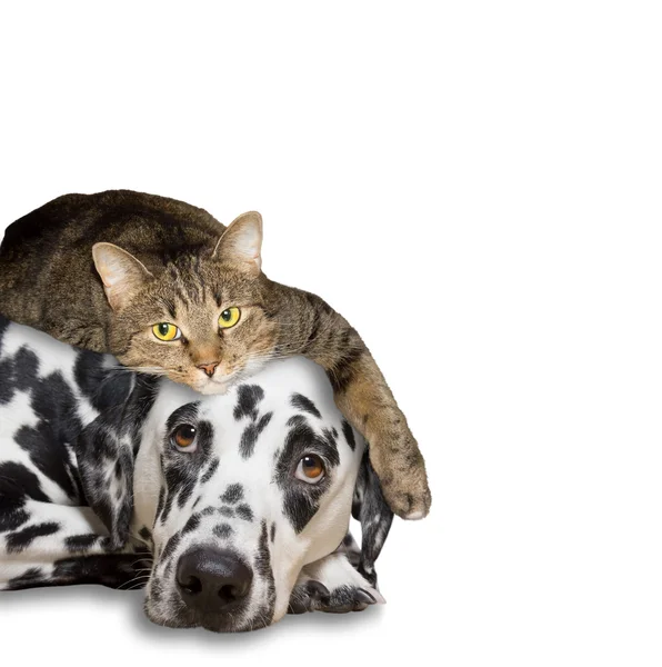 Близька дружба між кішкою і собакою — стокове фото