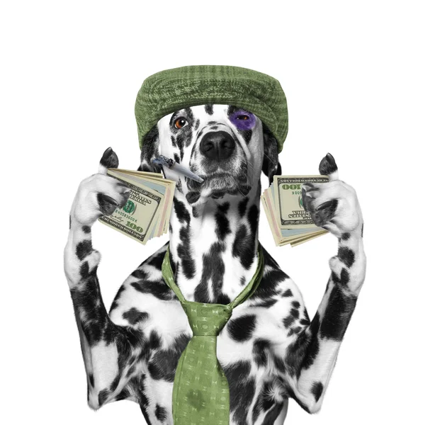 П'яний собака тримає багато грошей в лапах — стокове фото
