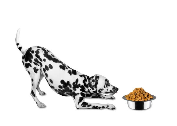 Собака збирається їсти з миски — стокове фото