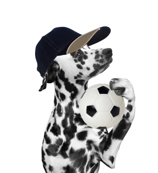 Собака в шапці тримає футбольний м'яч — стокове фото
