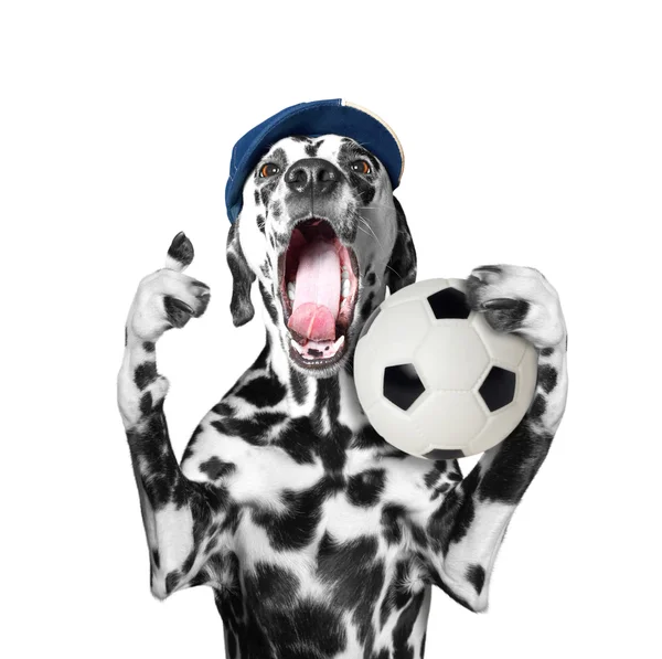 Sevimli köpek şapkalı bir futbol topu ve Not ve çığlık holding