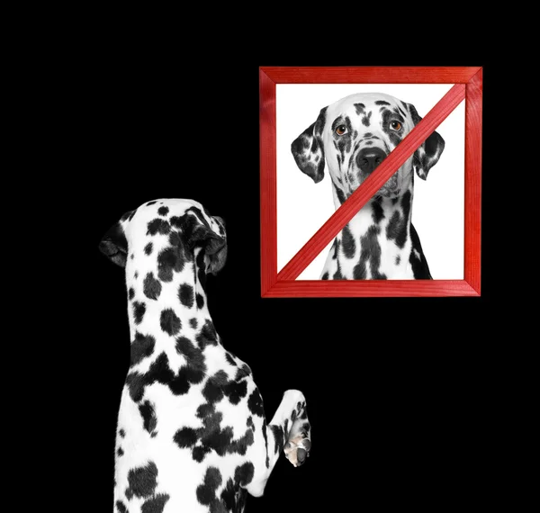 Dog looks at a sign prohibiting — Stock Photo, Image