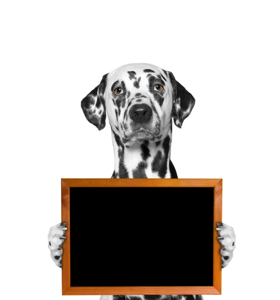 Собака тримає рамку в лапах — стокове фото
