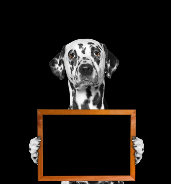 Hund hält Rahmen in den Pfoten — Stockfoto