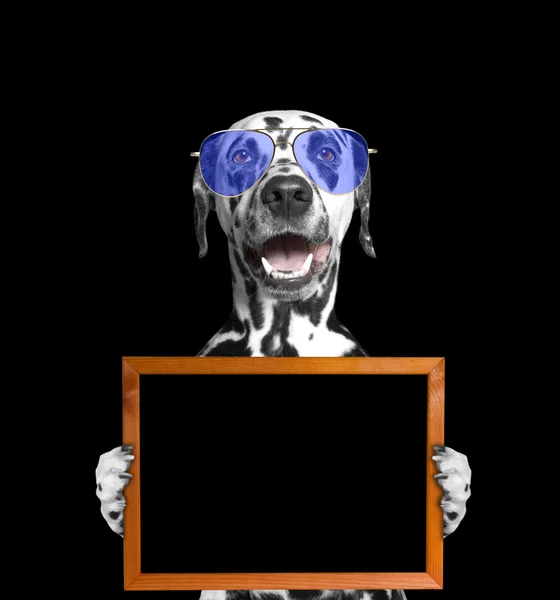 Собака в окулярах тримає рамку в лапах — стокове фото