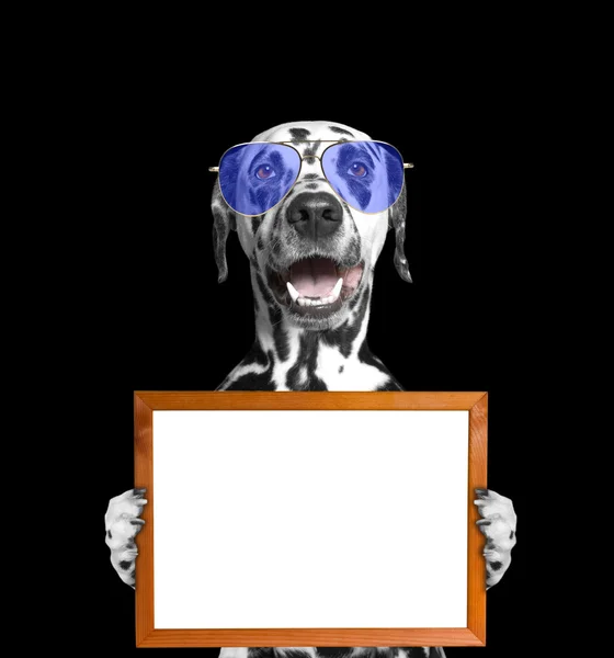 Cão em óculos mantém quadro em suas patas — Fotografia de Stock