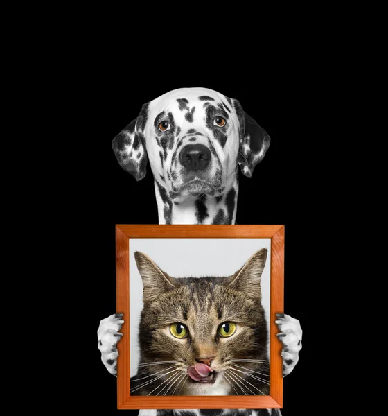 Собака тримає портрет кота в лапах — стокове фото