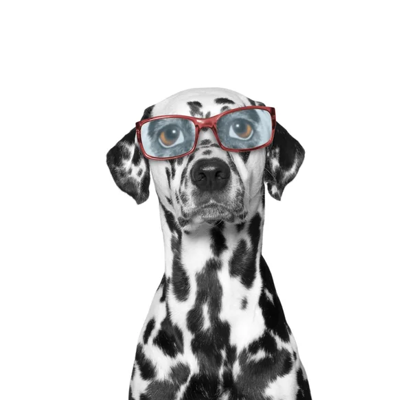 Dog wears glasses. he has very poor eyesight — Stock Photo, Image