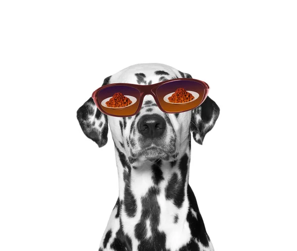 Hond is zeer hongerig. Voedsel weerspiegeld in zijn bril — Stockfoto
