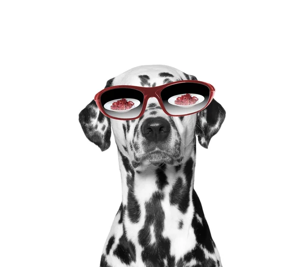 Dog is very hungry. Food reflected in his glasses — Stock Photo, Image