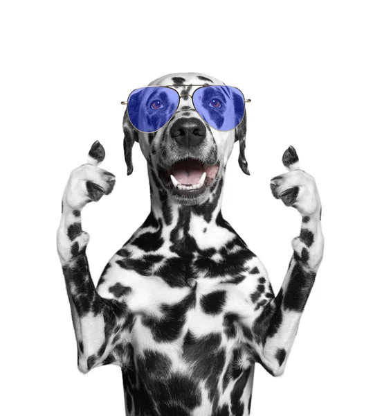 Σκυλί με γυαλιά εμφανίζονται αντίχειρα και καλωσορίζει. Απομονωθεί σε λευκό — Φωτογραφία Αρχείου