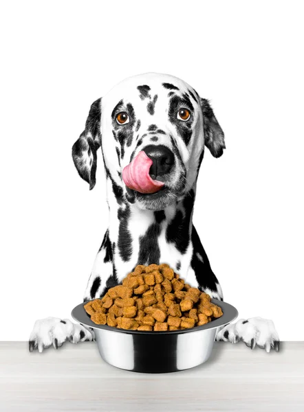 Köpek çok aç ve yemeye gidiyor