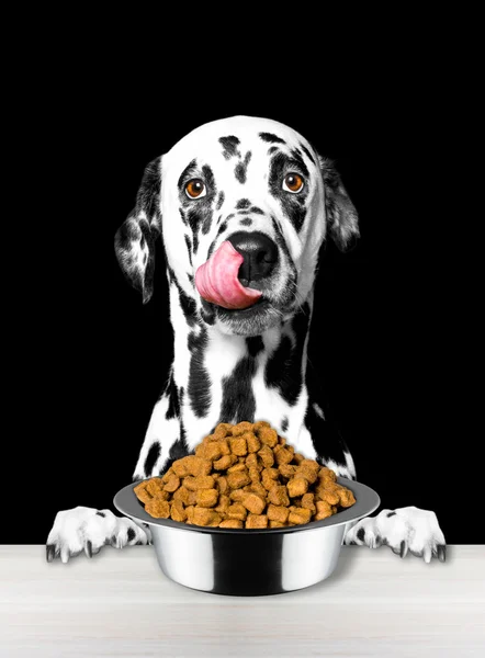 Собака дуже голодний і збирається їсти — стокове фото