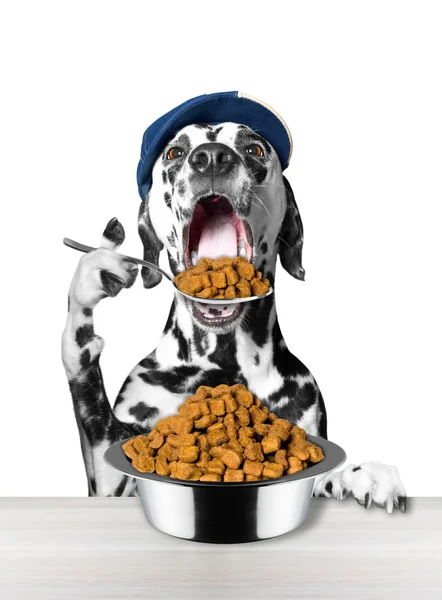 Собака ест ложкой из миски — стоковое фото